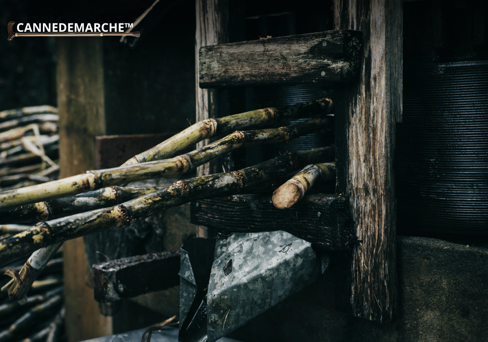 Quel Bois pour une canne de marche ?