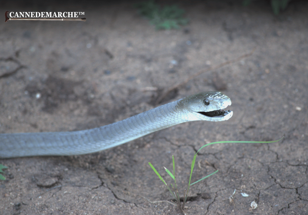 Comment Sculpter une canne en bois serpent mamba ?